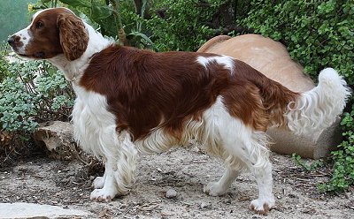 Welsh Springer Spaniel dog breed