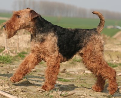 Welsh Terrier dog breed
