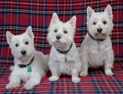 West Highland White Terrier dog breed