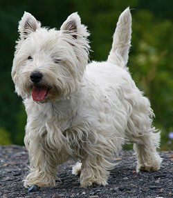 are westies right for me