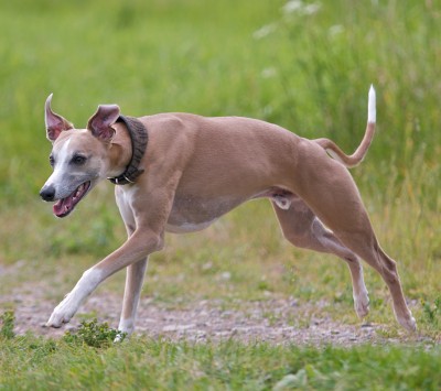 Buying Or Adopting A Whippet