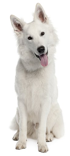 White Shepherd dog breed
