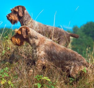 Wirehaired Pointing Griffon dog breed