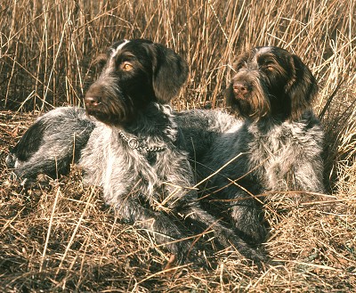 Wirehaired Pointing Griffon Health Problems | Feeding