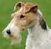 Wirehaired Fox Terrier