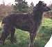 Scottish Deerhound