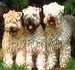 Softcoated Wheaten Terrier
