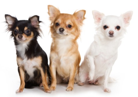 Chihuahuas: What's Good and Bad About Chihuahua Dogs