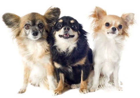 M MONEY 5-Chihuahua Dog Dollar Bills ITEM FAKE Collectible -Novelty 