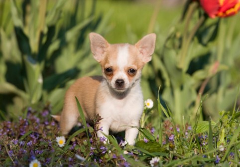 Chihuahuas What S Good And Bad About Chihuahua Dogs