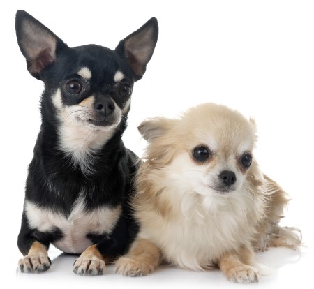 Tipos de Chihuahua