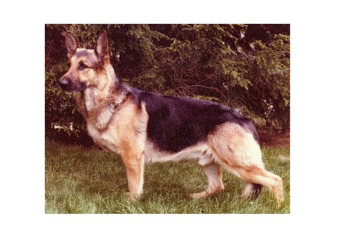 German Shepherds: What's Good About 'Em, What's Bad About 'Em