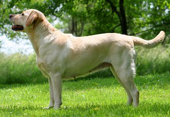 Labrador Retrievers: What's Good About 'Em, What's Bad About 'Em