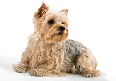 Yorkshire Terriers: What's Good About 'Em, What's Bad About 'Em