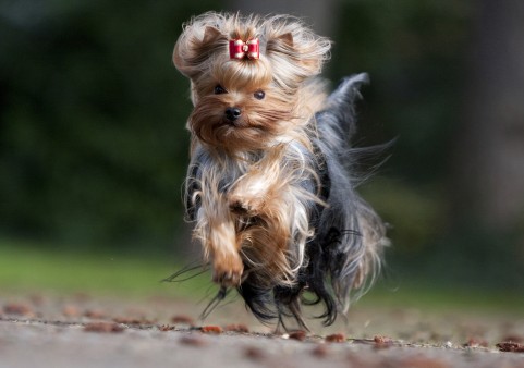 Yorkshire Terrier dog breed