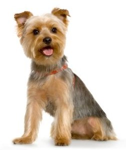 Yorkshire Terriers: What's Good About 'Em, What's Bad About 'Em