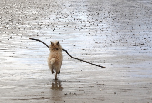 Terrier on the beach with a BIG stick