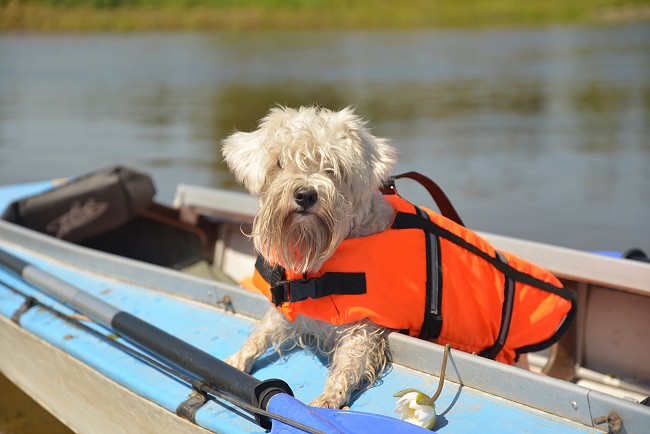 dog wearing life preserver on boat