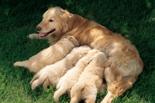 female Golden Retriever nursing her puppies
