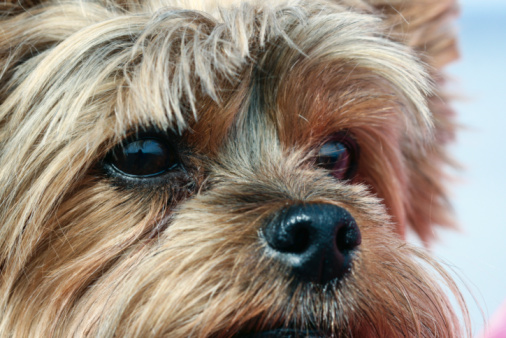 Beautiful terrier eyes