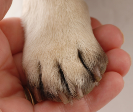 front paw