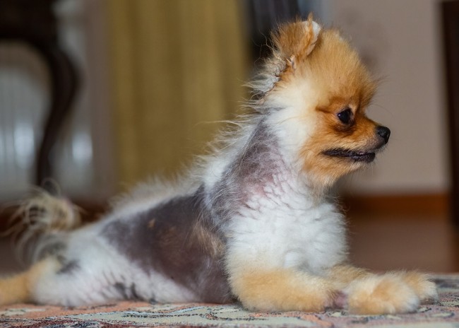 Alopecia in a Pomeranian