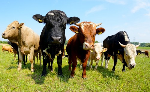 grass-fed cattle in pasture