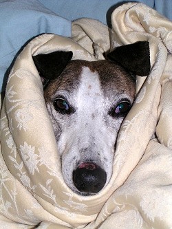Terrier dog wrapped in blanket