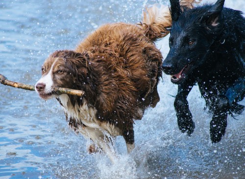 Two dogs playing in the water