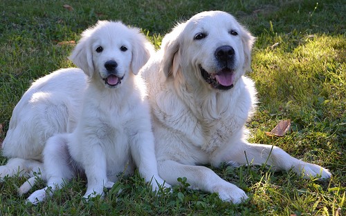 Golden Retriever puppy and adult dog