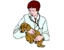 Dog veterinarian