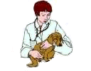 Dog veterinarian