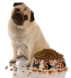 Pug sitting beside a bowl of dry dog food pellets