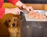 dog watching owner prepare homemade food