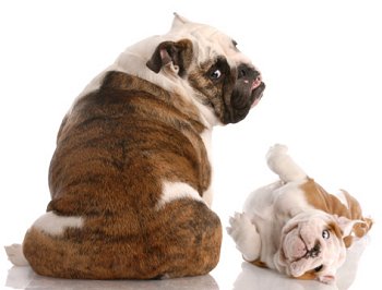 Bulldog mother and puppy