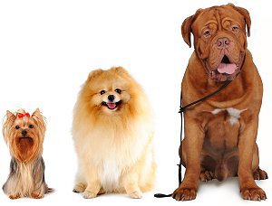 Three dog breeds