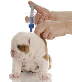 veterinarian giving a bulldog puppy a shot