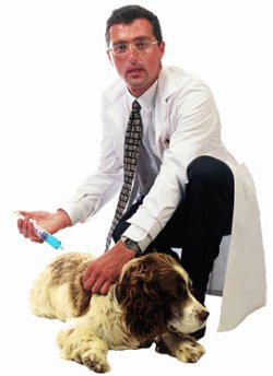 veterinarian giving a dog a shot