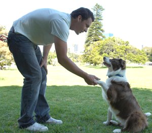 owner shaking hands with his dog