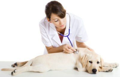 Labrador puppy with veterinarian
