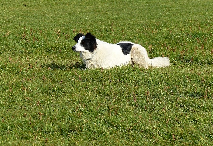 black and white collie lying down quickly on the grass