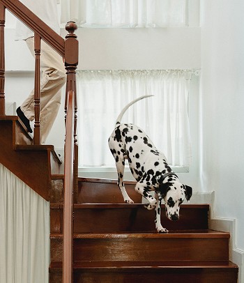 dog and owner coming down stairs