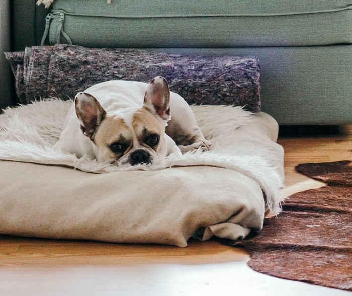 French Bulldog resting patiently on dog bed