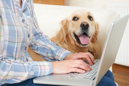 owner watching dog training videos online
