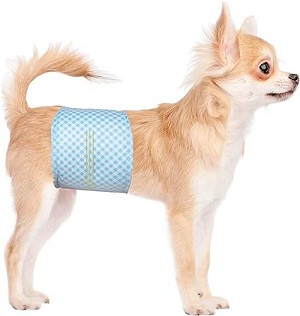 belly band on Chihuahua