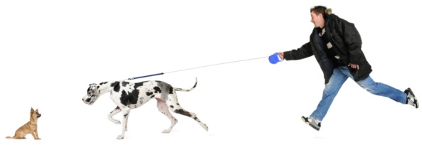 dog pulling on leash