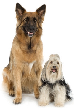Dog behavior problems solved in large and small dogs