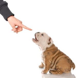 Solving dog behavior problems by telling your dog No