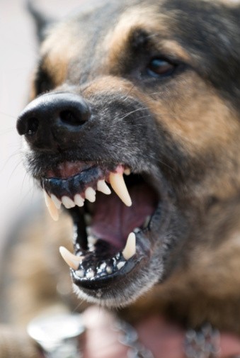 german shepherd dog baring teeth