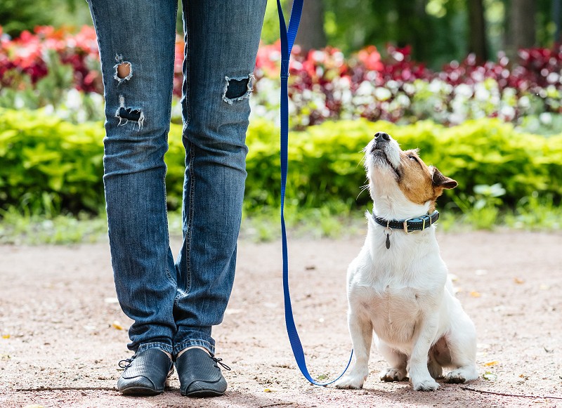 jack russell terrier on a loose leash, very attentive to owner